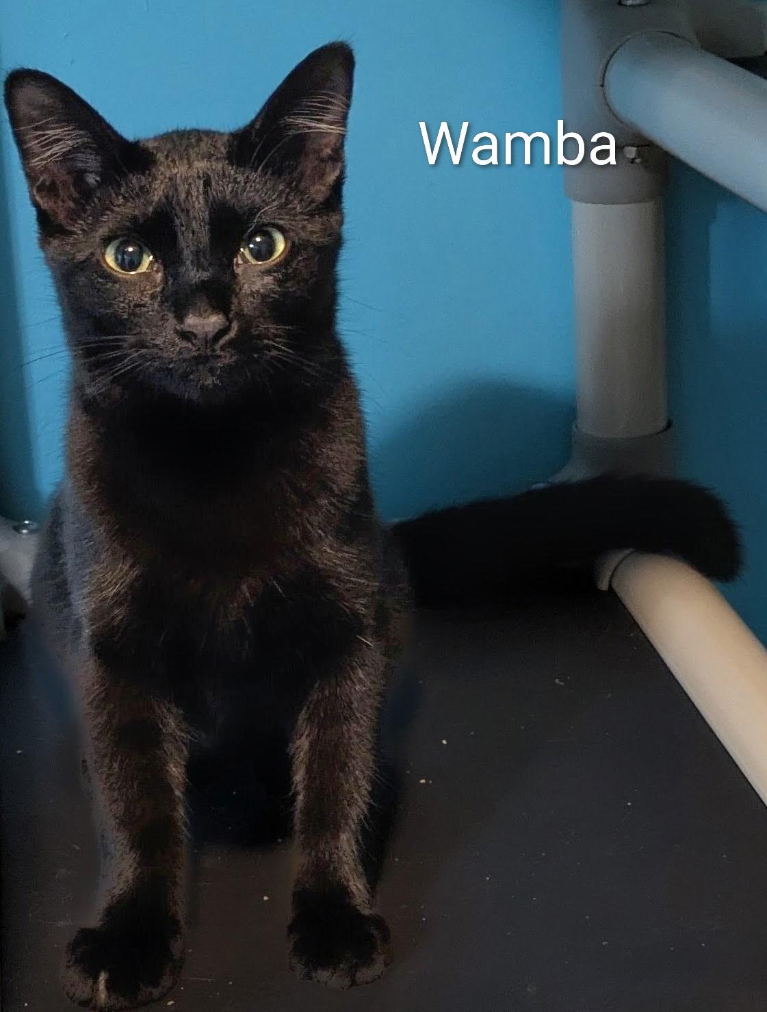 Enlarge Wamba, a Adoptable Bombay in Mears, MI image 3/5