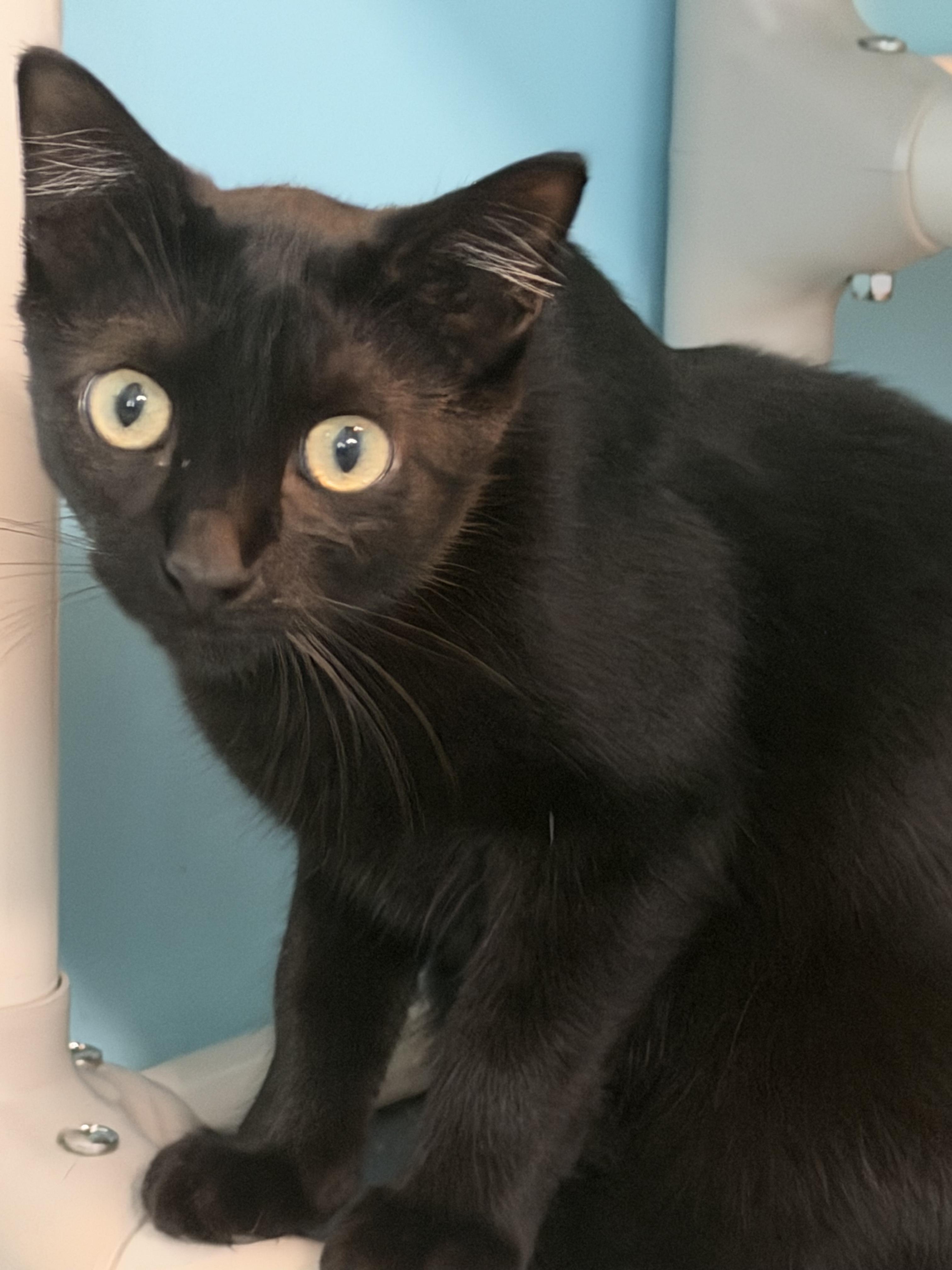 Enlarge Wamba, a Adoptable Bombay in Mears, MI image 2/5