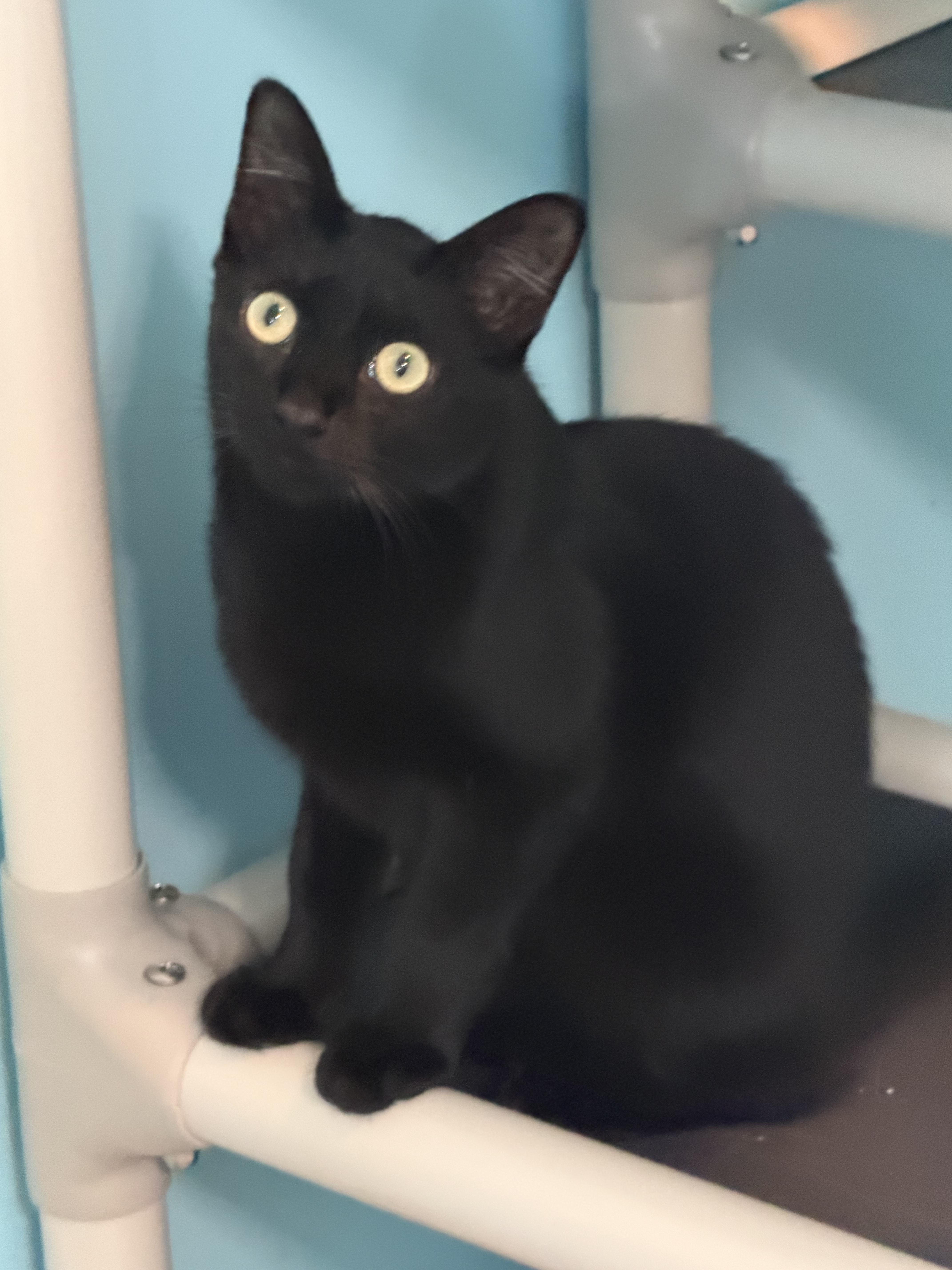 Wamba, Adoptable, Young Male Bombay.