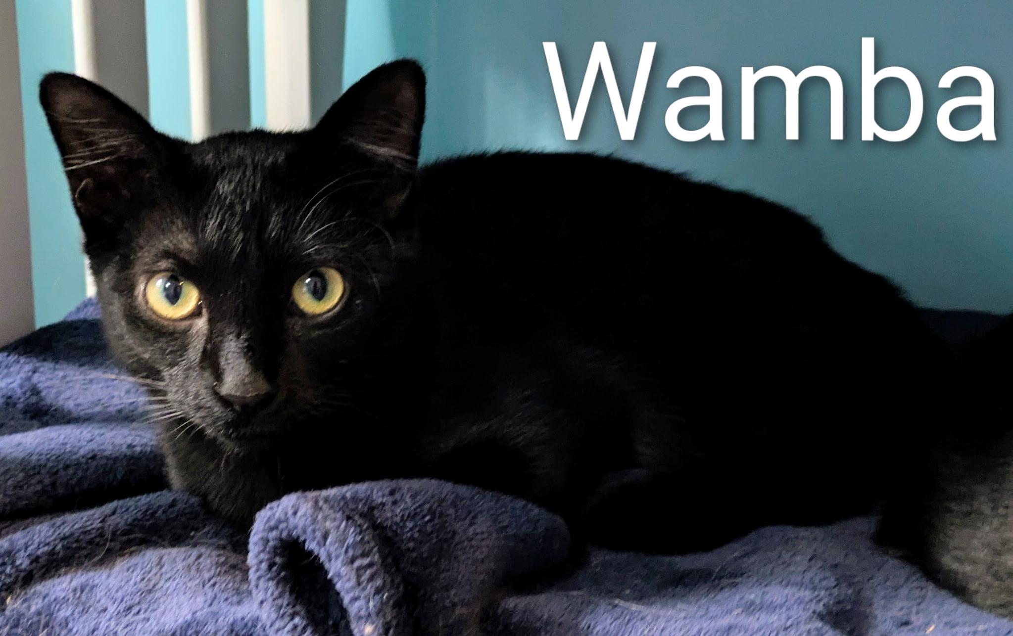 Enlarge Wamba, a Adoptable Bombay in Mears, MI image 5/5