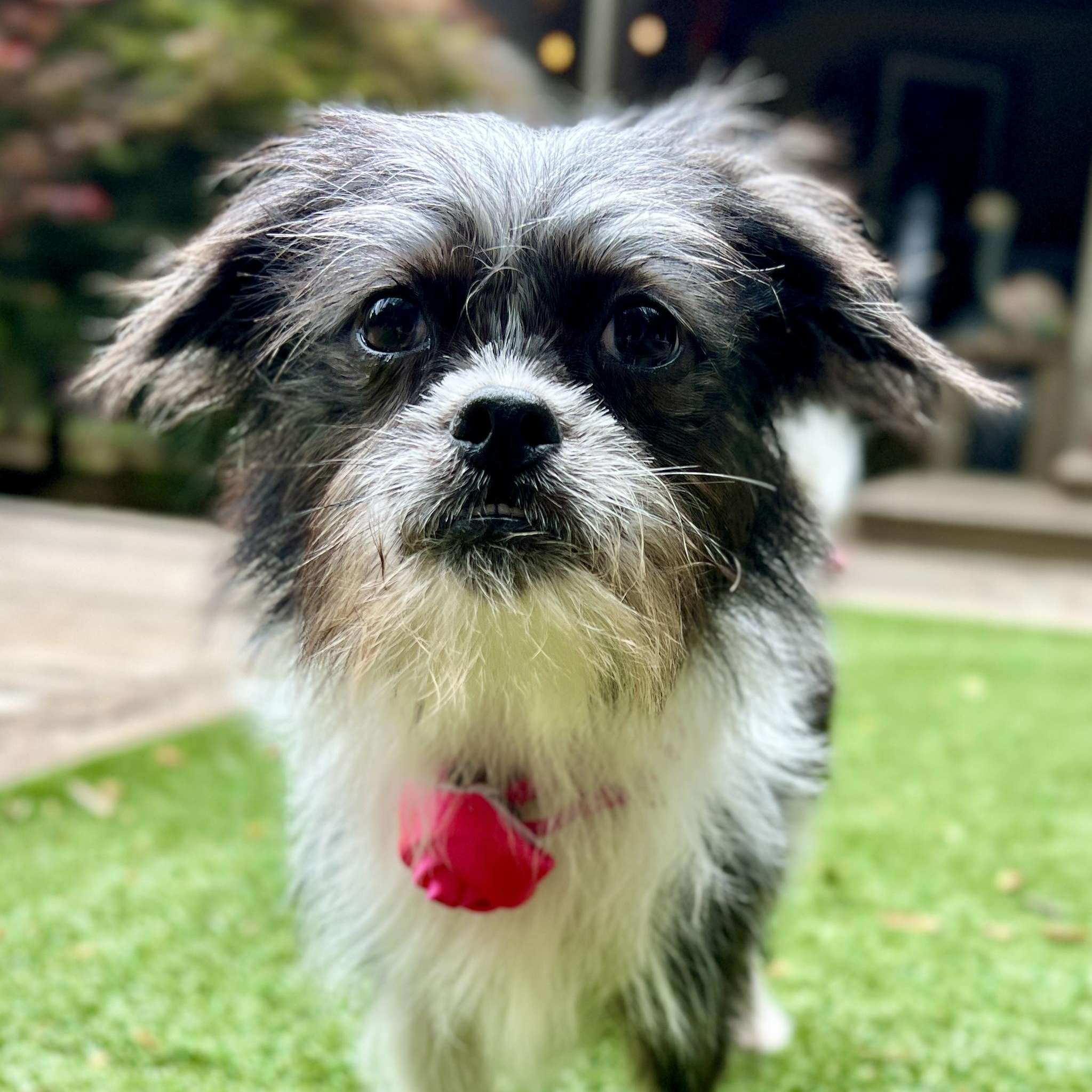 Enlarge Nyx, a ADOPTABLE mixed breed in High Point, NC image 3/6