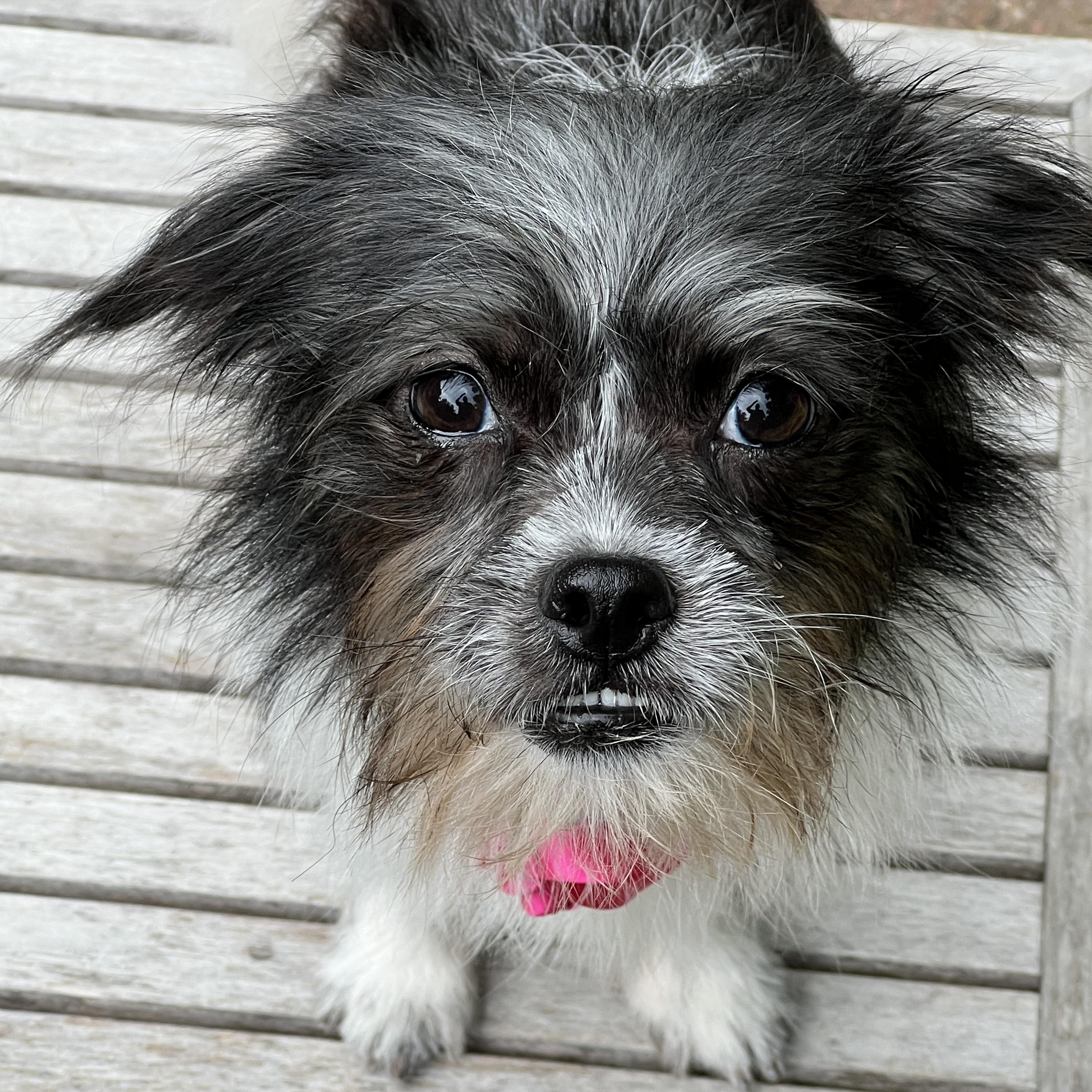 Enlarge Nyx, a ADOPTABLE mixed breed in High Point, NC image 5/6