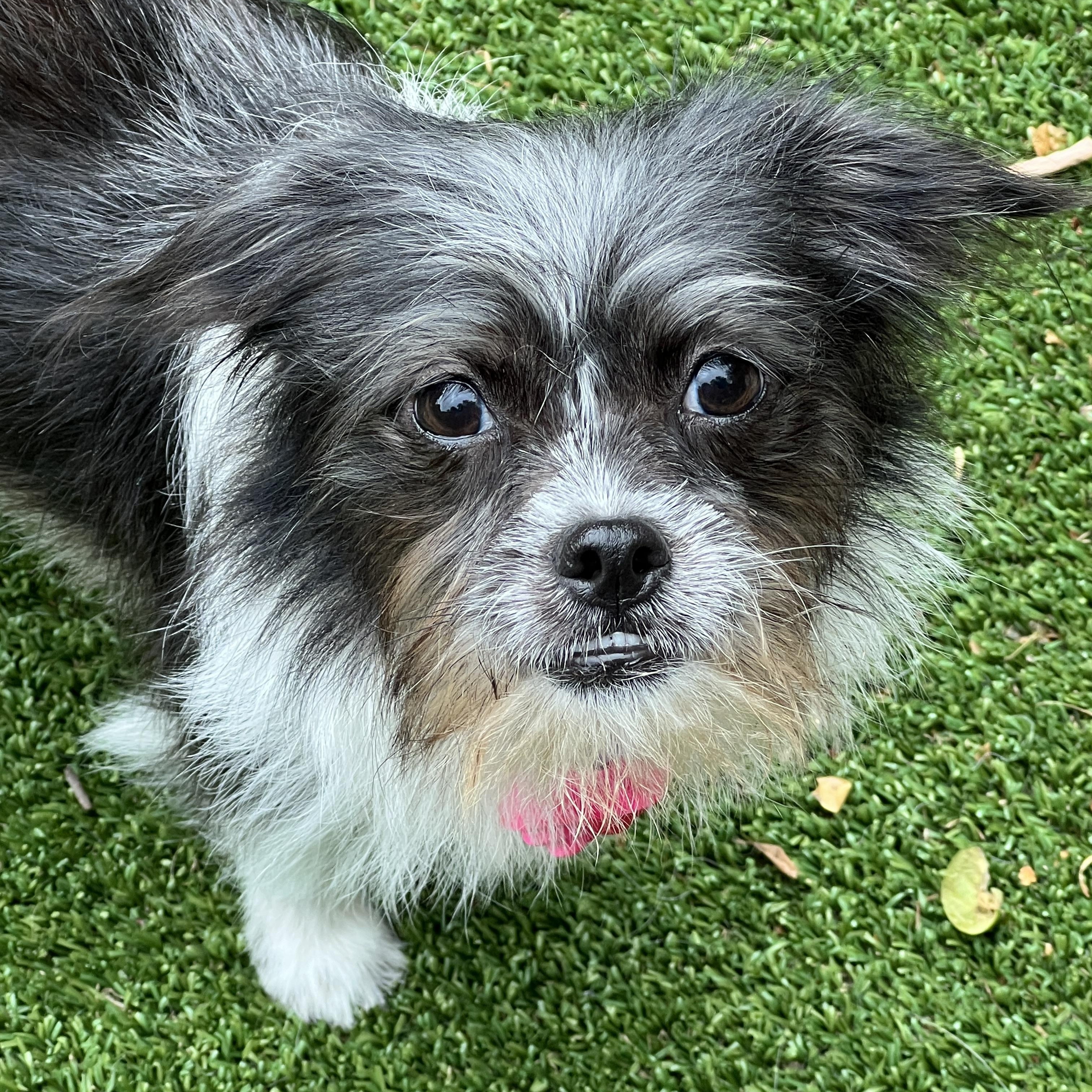 Enlarge Nyx, a ADOPTABLE mixed breed in High Point, NC image 2/6
