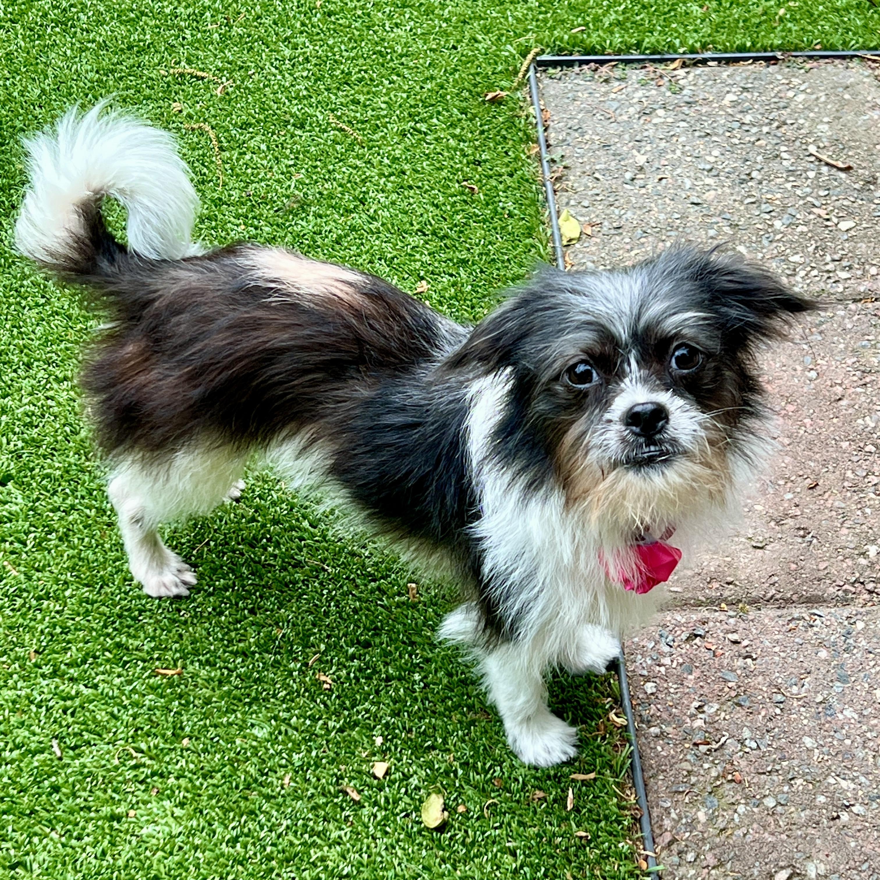 Nyx, ADOPTABLE, Young Female Shih Tzu & Terrier.