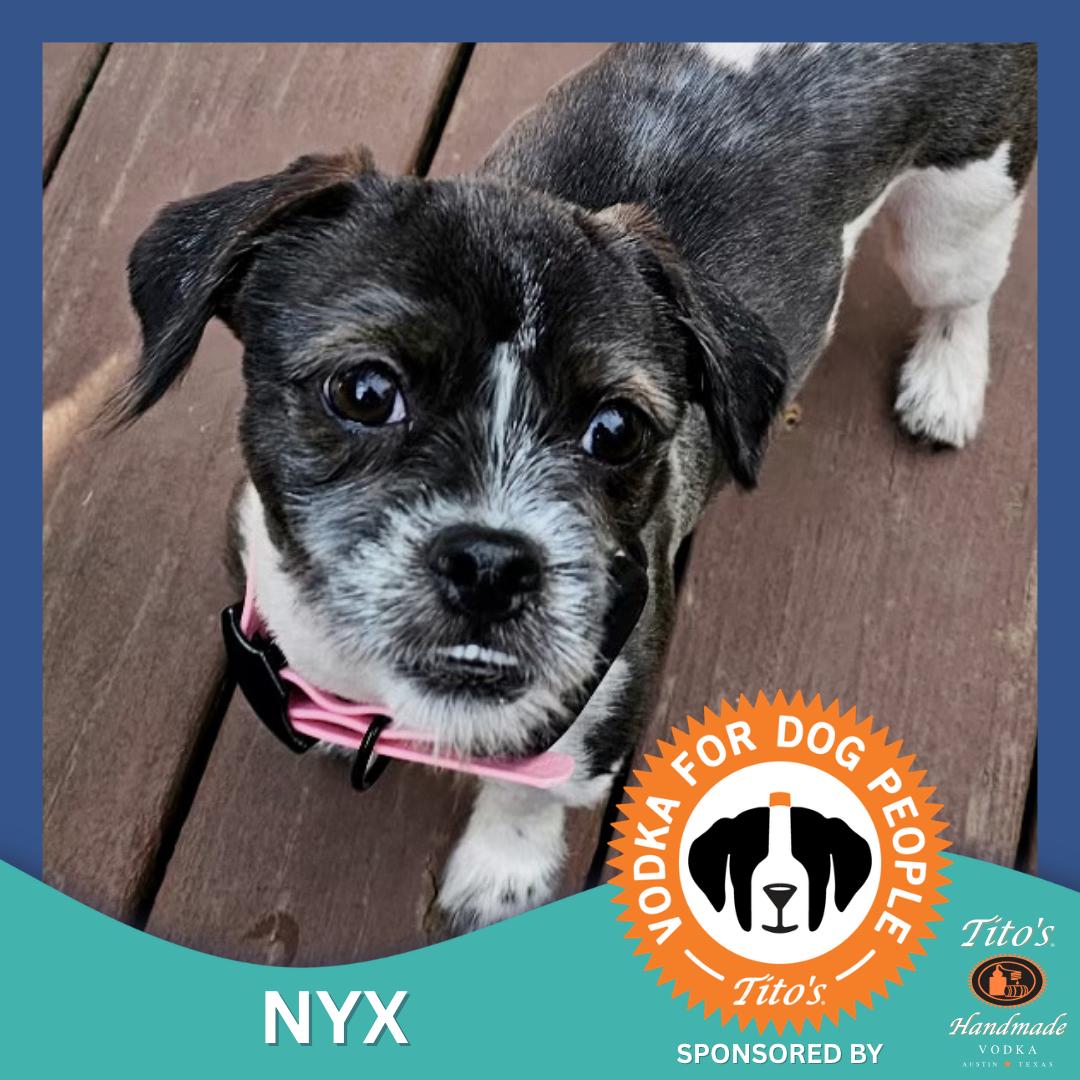 Nyx, ADOPTABLE, Young Female Shih Tzu & Terrier.