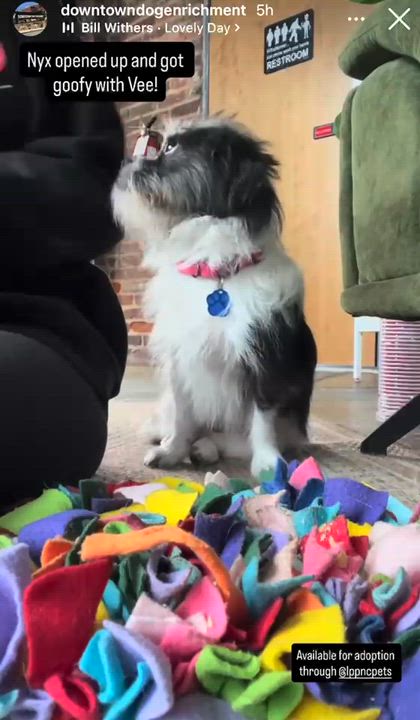 Enlarge Nyx, a ADOPTABLE mixed breed in High Point, NC video 6/6