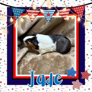 Jade, Adoptable, Baby Female Guinea Pig.