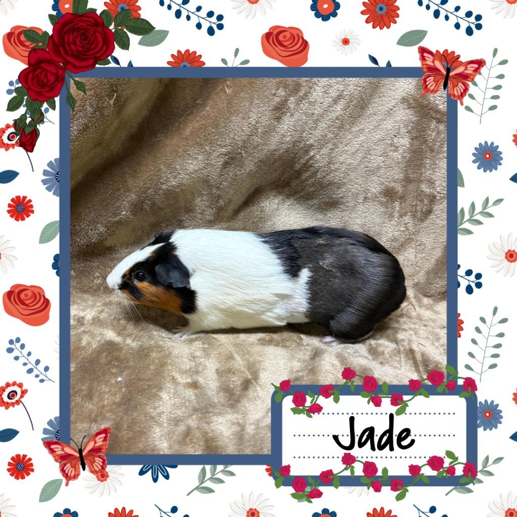 Enlarge Jade, a Adoptable Guinea Pig in Elizabethtown, KY image 2/4