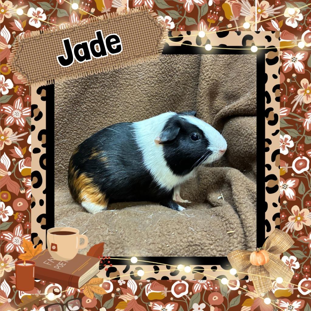 Enlarge Jade, a Adoptable Guinea Pig in Elizabethtown, KY image 3/4