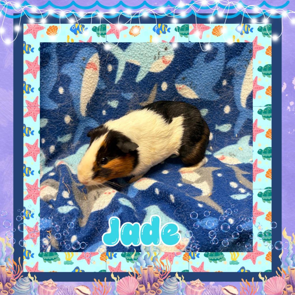 Enlarge Jade, a Adoptable Guinea Pig in Elizabethtown, KY image 4/4