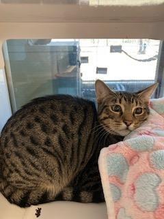 Enlarge Benny Tabby Kitten, a Adoptable Domestic Short Hair in Mustang, OK image 1/1