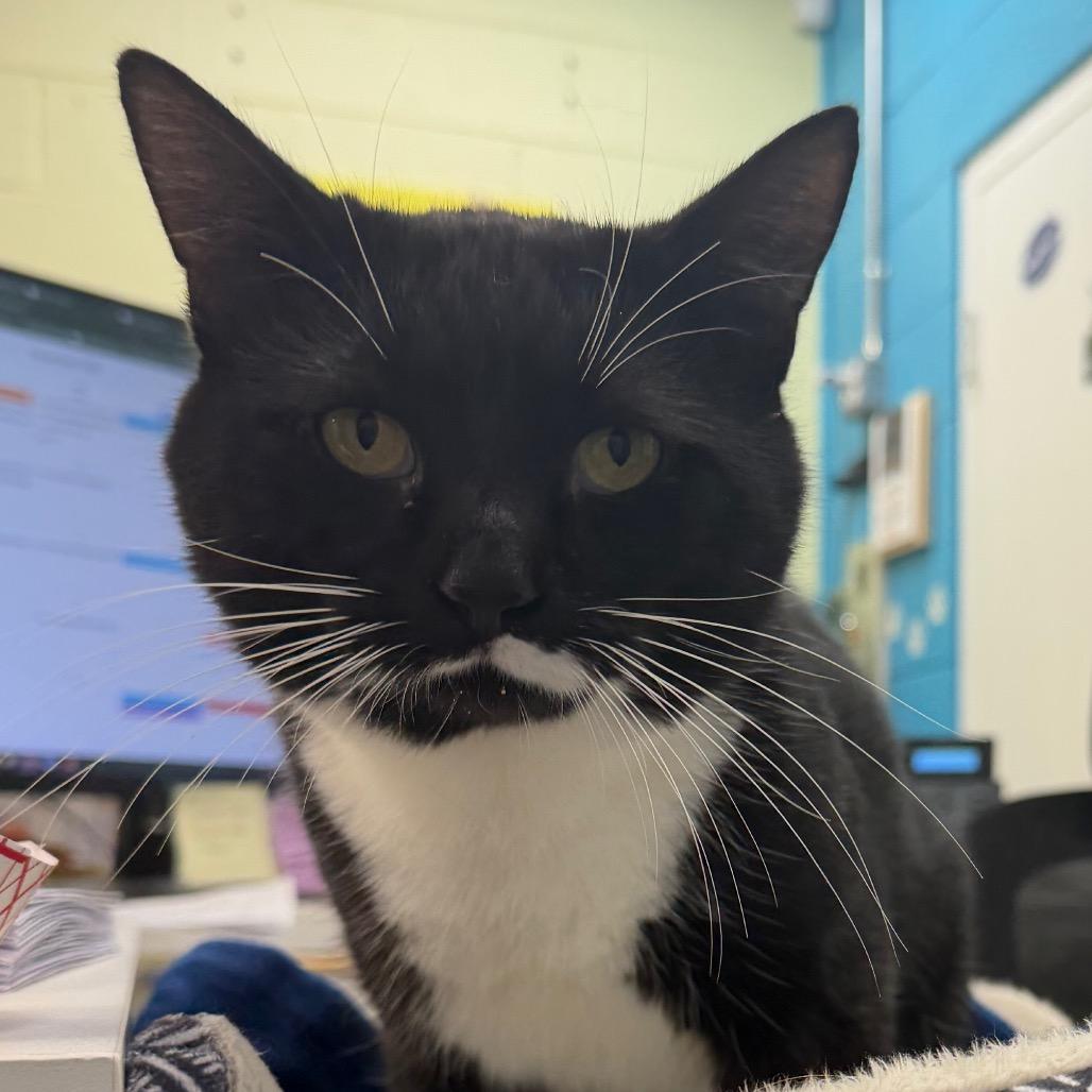 Stuffing, Adoptable, Adult Male Domestic Short Hair.