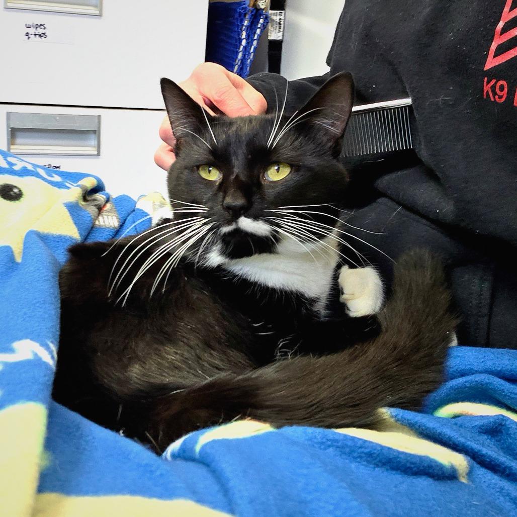 Enlarge Stuffing, a Adoptable Domestic Short Hair in Troy, VA image 3/6