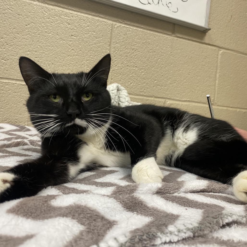 Enlarge Stuffing, a Adoptable Domestic Short Hair in Troy, VA image 4/6