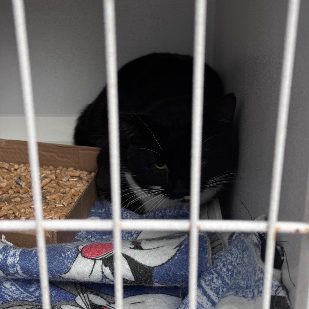 Enlarge Stuffing, a Adoptable Domestic Short Hair in Troy, VA image 5/6