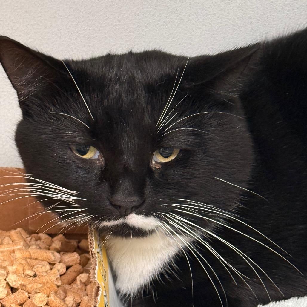 Enlarge Stuffing, a Adoptable Domestic Short Hair in Troy, VA image 6/6