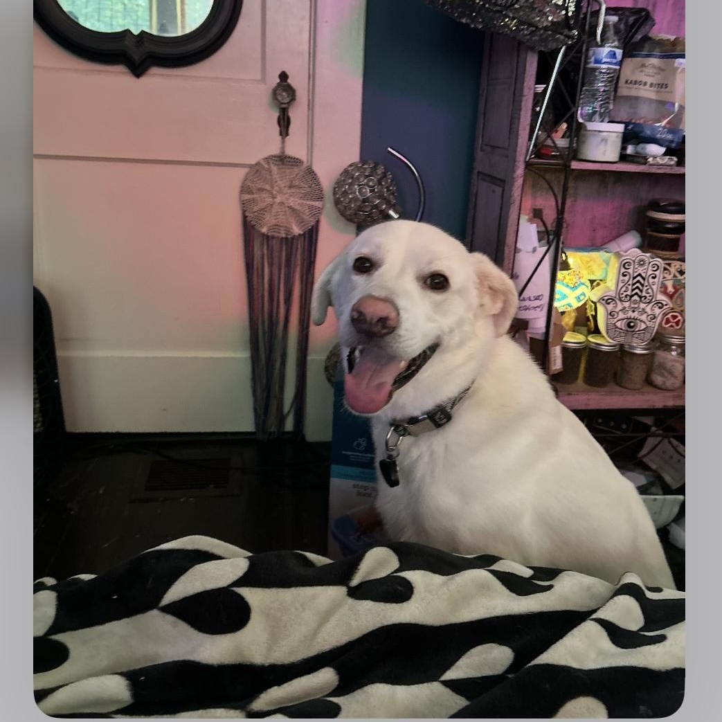 Tripp, Adoptable, Young Male Golden Retriever & Labrador Retriever.