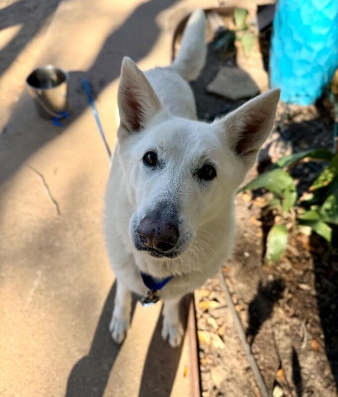 Sarah Bear Certified Love Bug — thumbnail 2