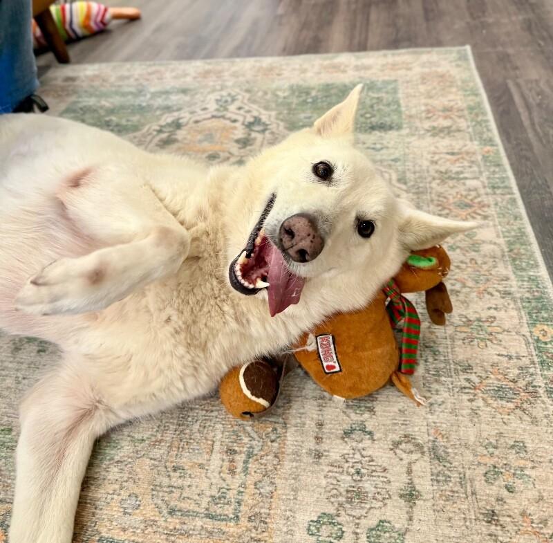 Sarah Bear Certified Love Bug — thumbnail 3