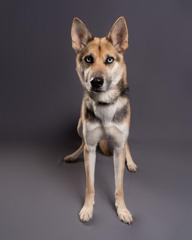 Hannah, Adoptable, Adult Female Husky & German Shepherd Dog.