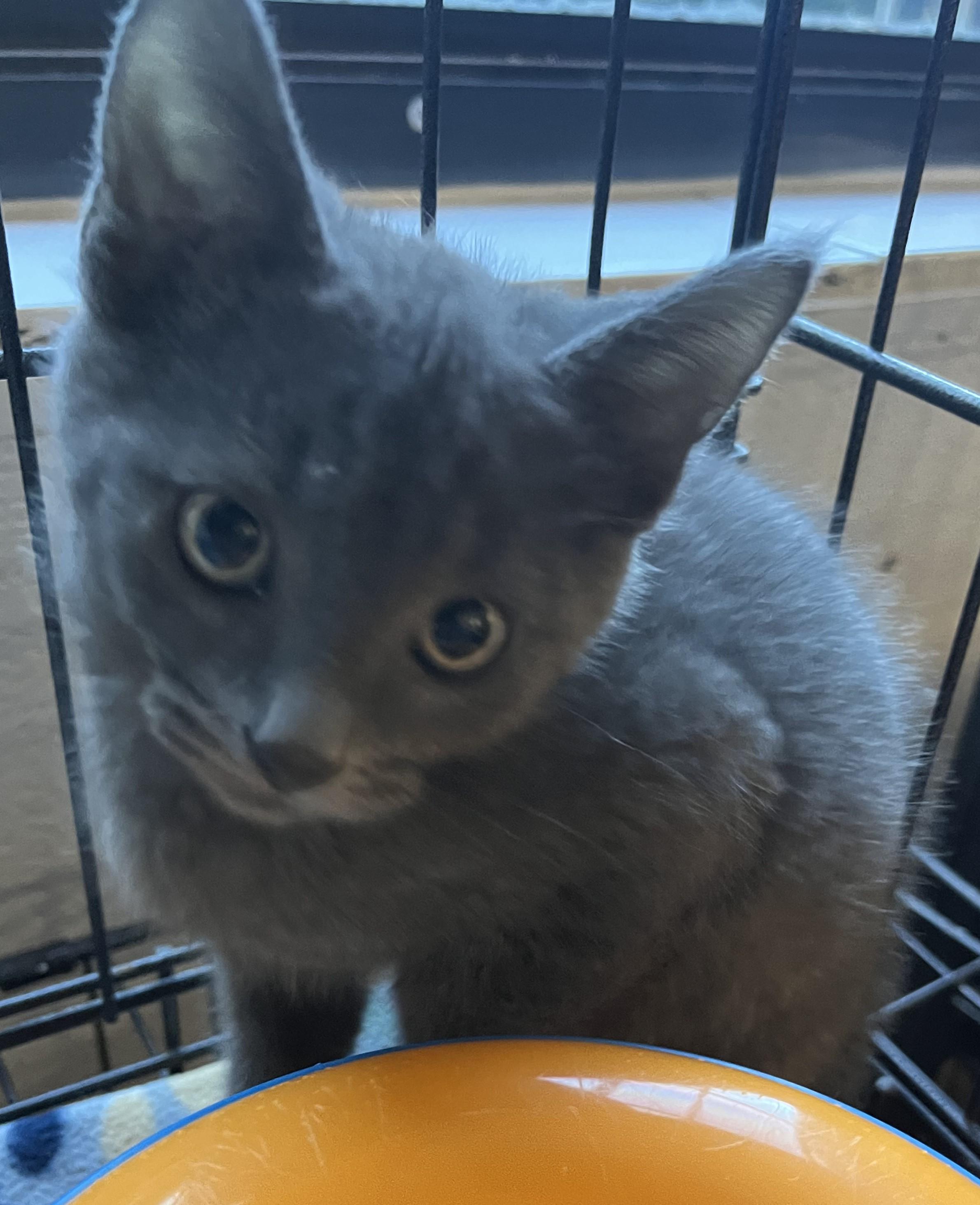 Ram 4845, adopted, Kitten Male Domestic Short Hair.