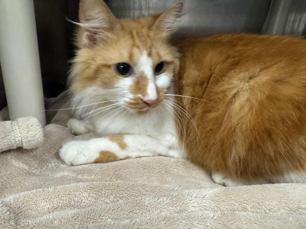 Enlarge Peaches-Adoptable, a Adoptable mixed breed in Chickamauga , GA image 1/1