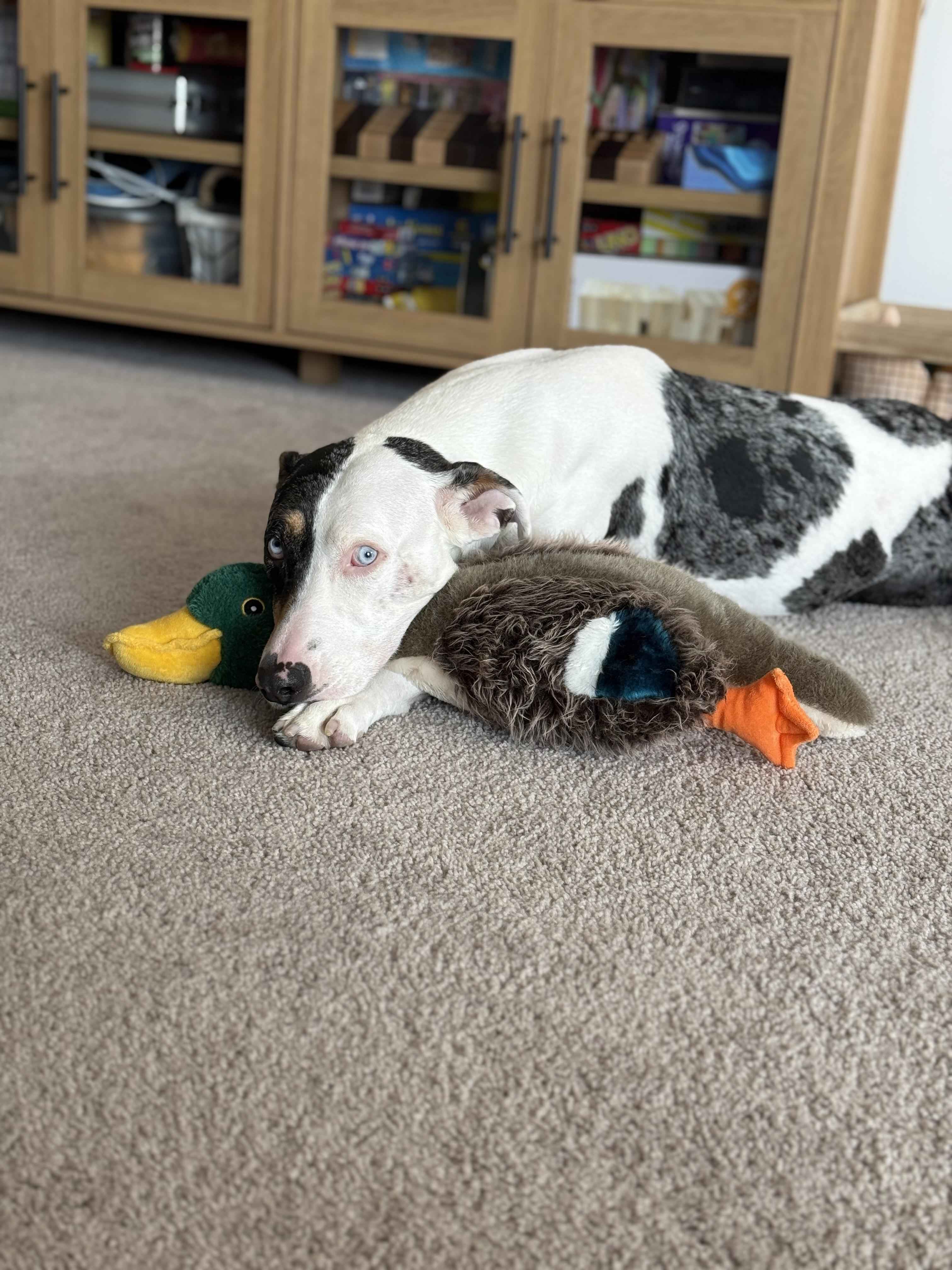 Enlarge Penny, a Adoptable Catahoula Leopard Dog in Snohomish , WA image 2/5