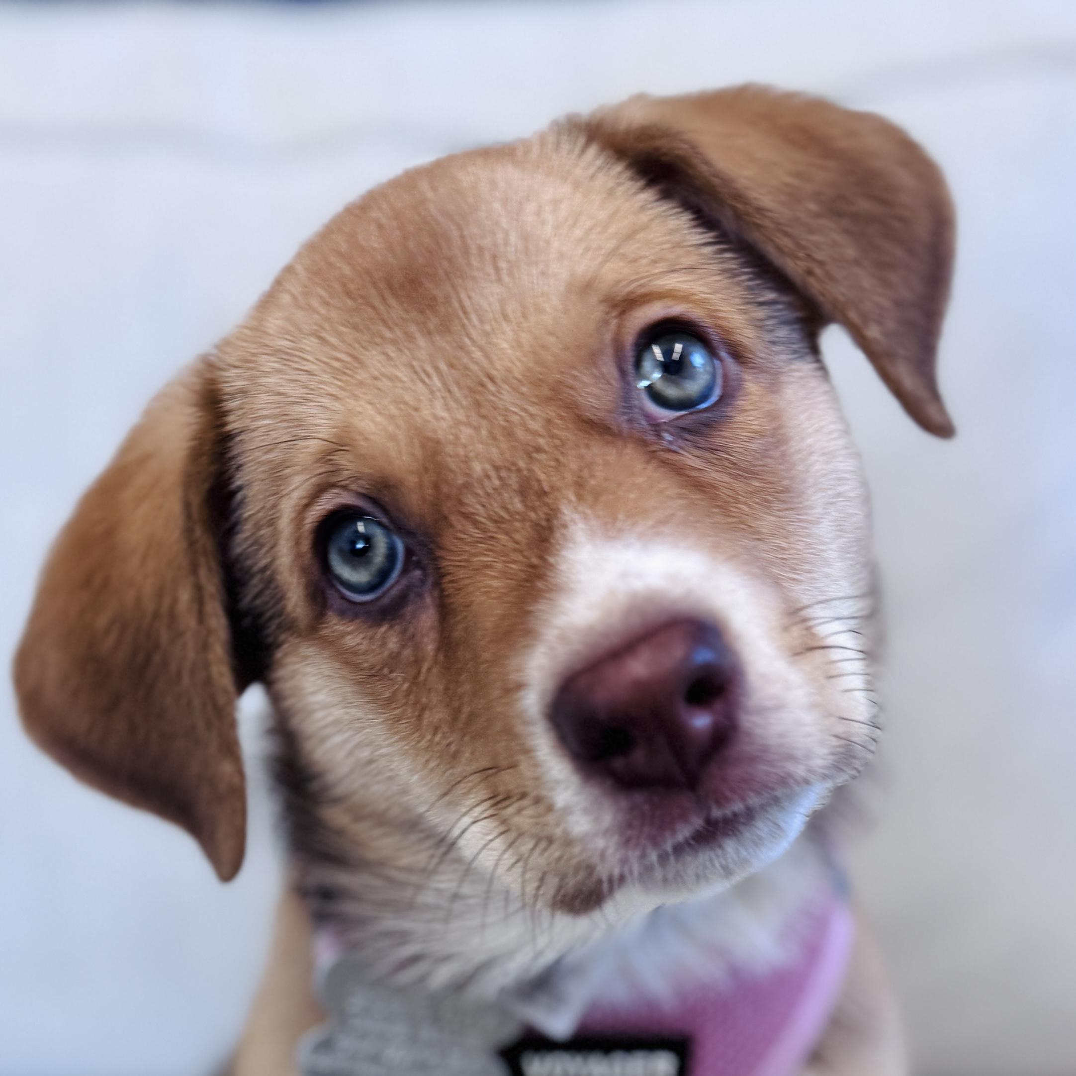 Enlarge Ella, an adopted mixed breed in Palatine, IL image 1/6