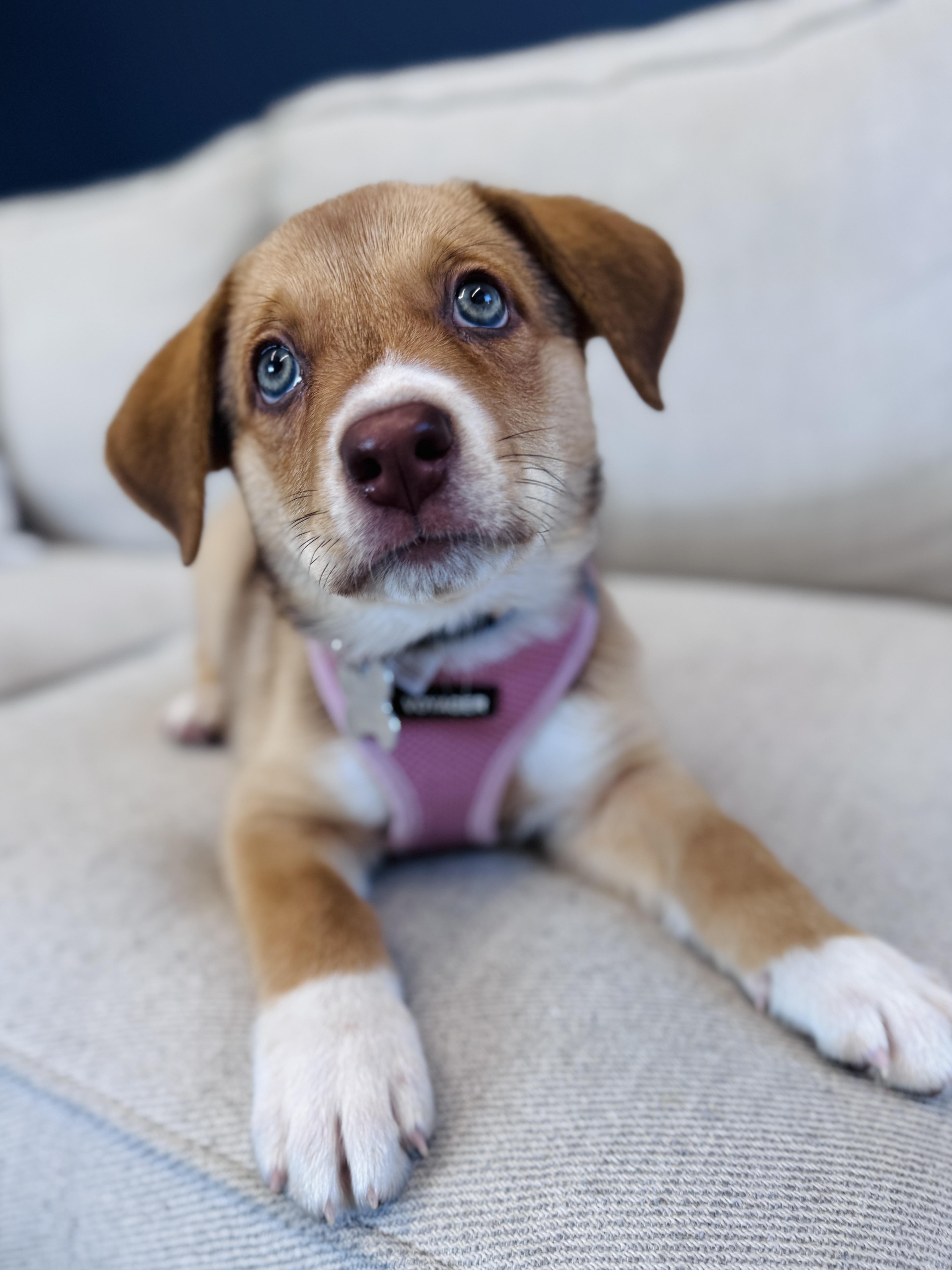 Enlarge Ella, an adopted mixed breed in Palatine, IL image 3/6