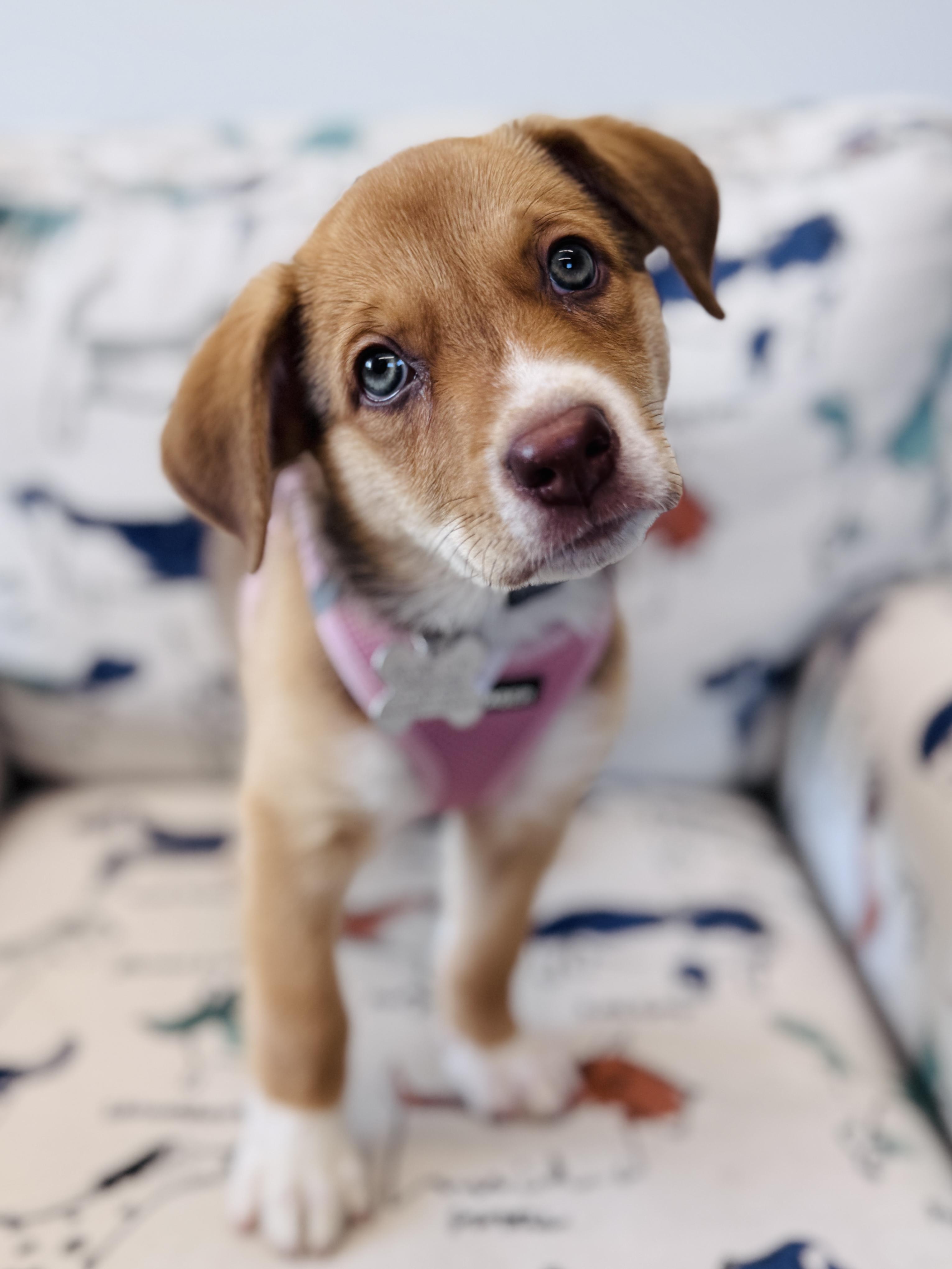 Enlarge Ella, an adopted mixed breed in Palatine, IL image 6/6