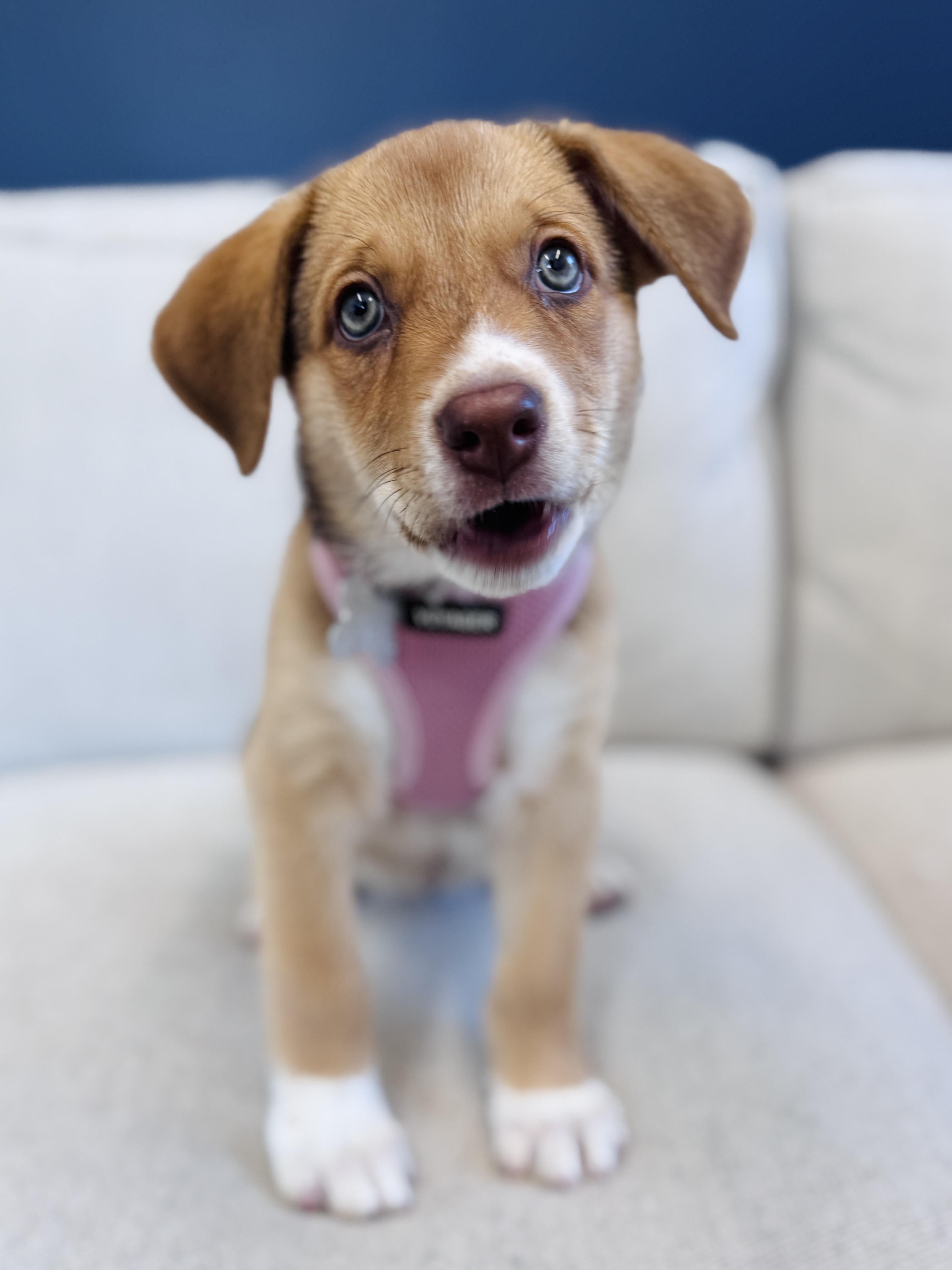 Enlarge Ella, an adopted mixed breed in Palatine, IL image 2/6