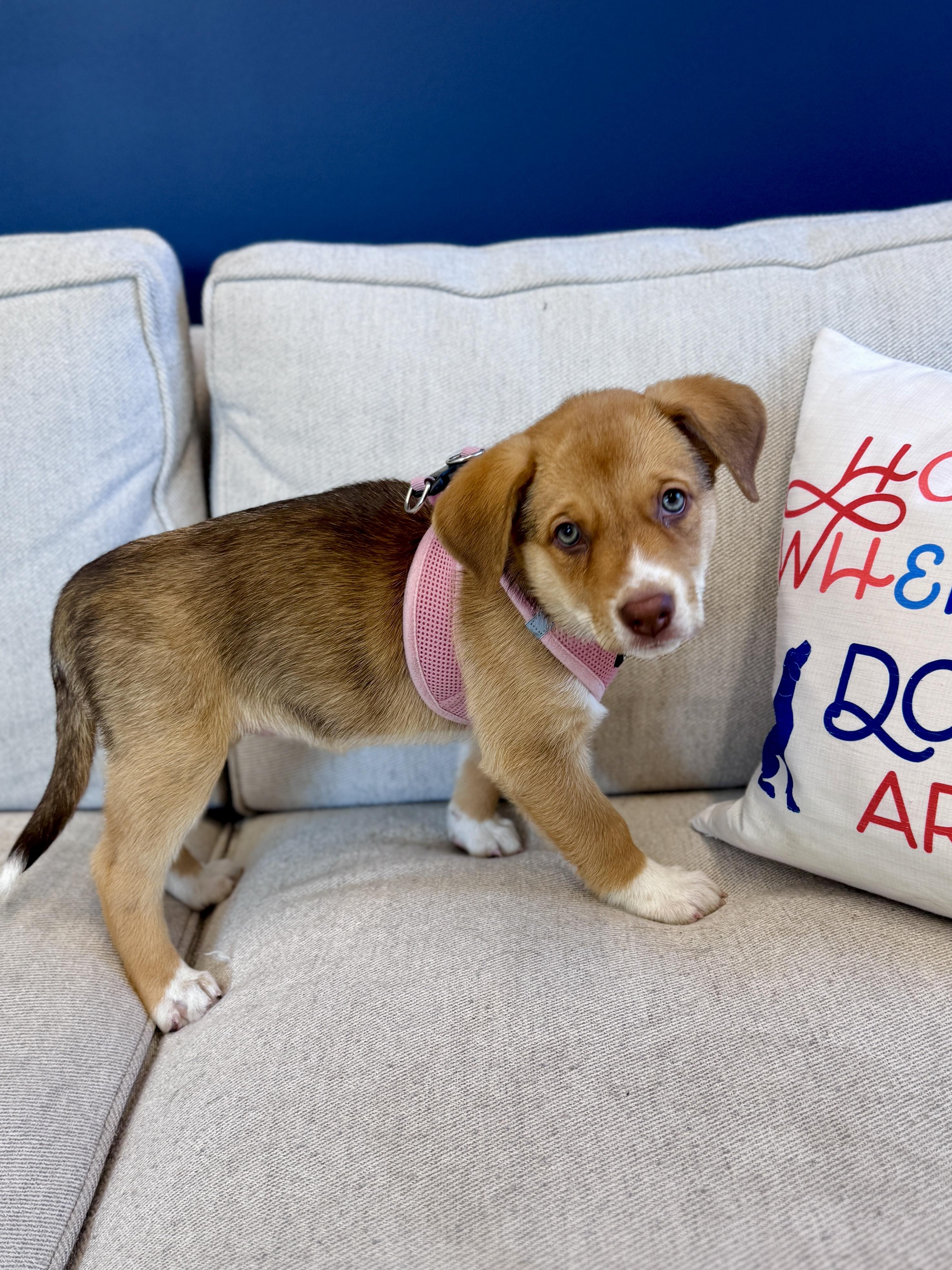 Enlarge Ella, an adopted mixed breed in Palatine, IL image 4/6