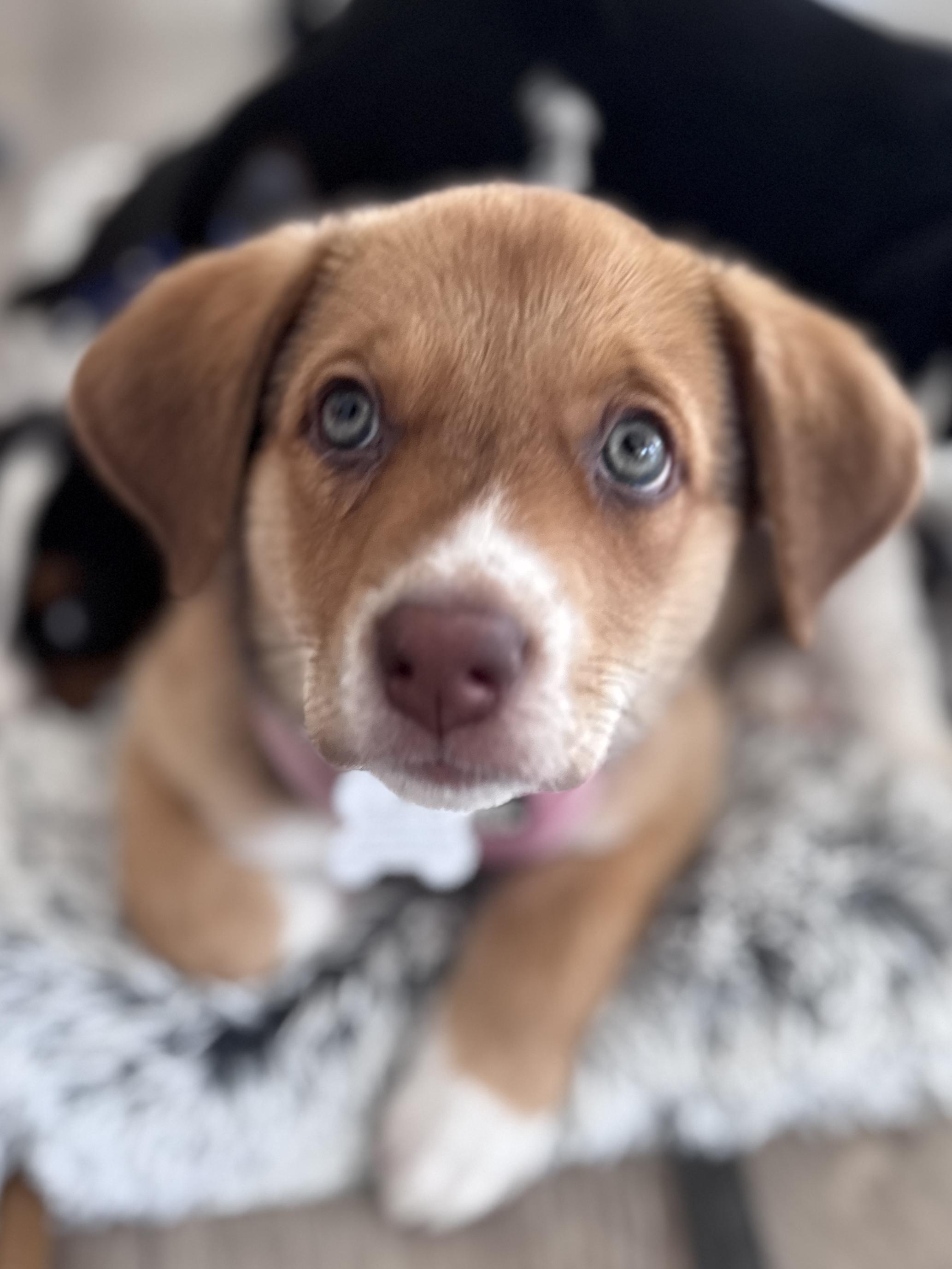 Enlarge Ella, an adopted mixed breed in Palatine, IL image 5/6