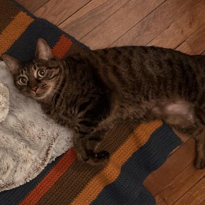 Enlarge Seitan, a Adoptable mixed breed in Richmond, VA image 1/3