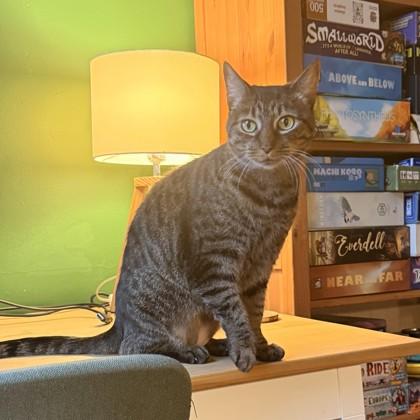 Sadie, Adoptable, Adult Female Domestic Short Hair.