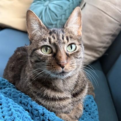 Enlarge Sadie, a Adoptable mixed breed in Richmond, VA image 2/3