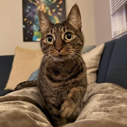 Sadie, a Adoptable mixed breed in Richmond, VA image 3/3