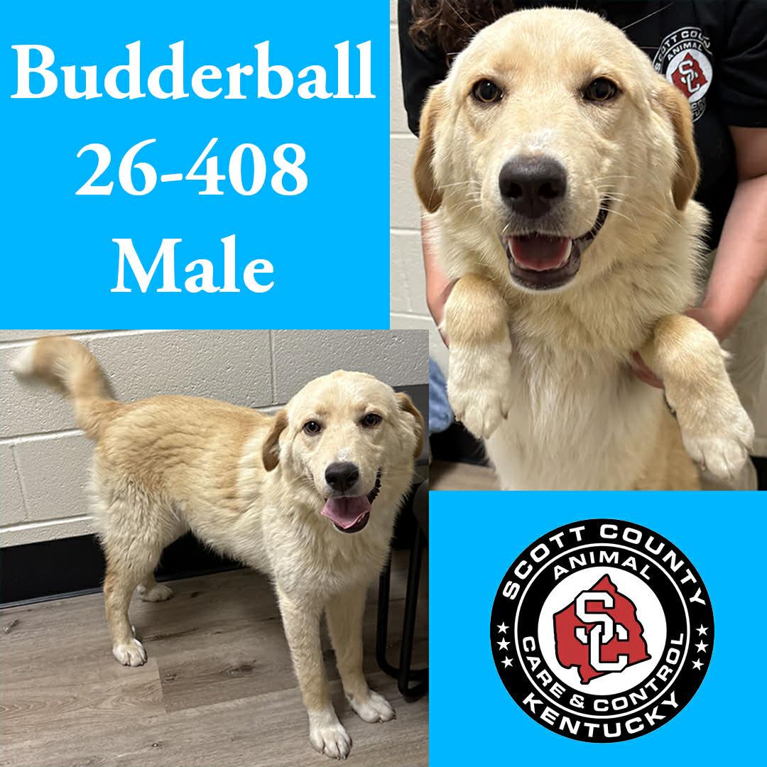 Budderball, Adoptable, Young Male Labrador Retriever.