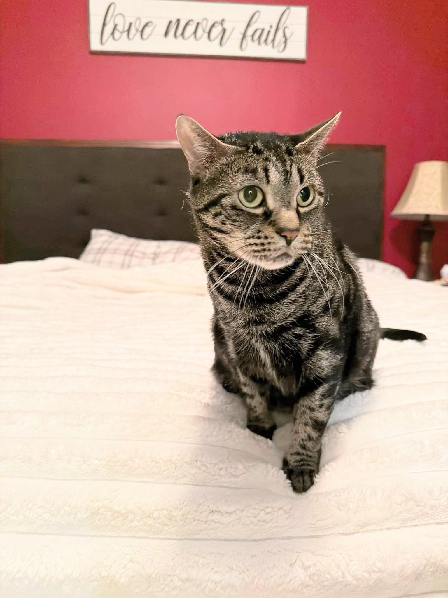 Enlarge Chloe , a ADOPTABLE Tiger in Enfield, CT image 2/4