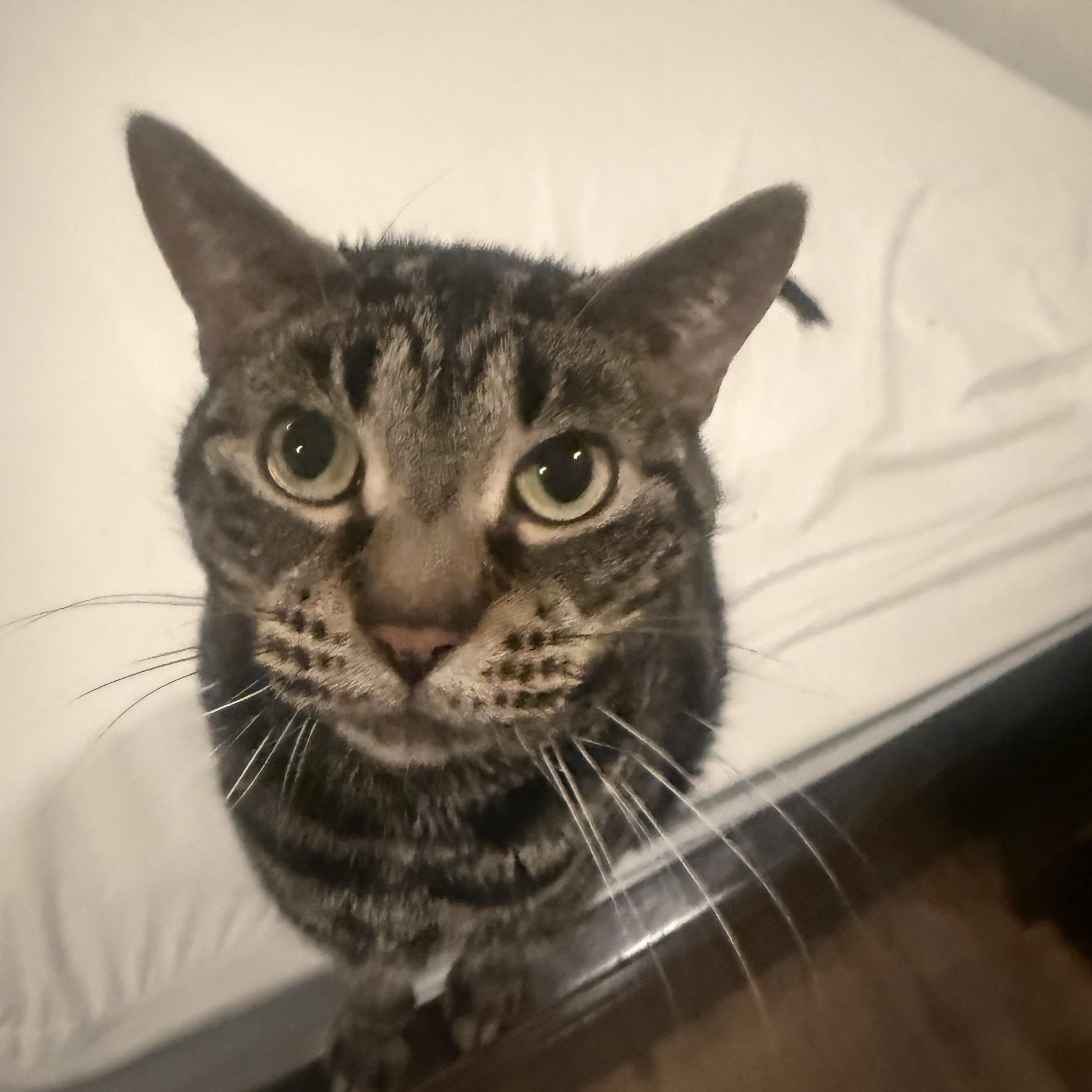 Chloe , ADOPTABLE, Adult Female Tiger.