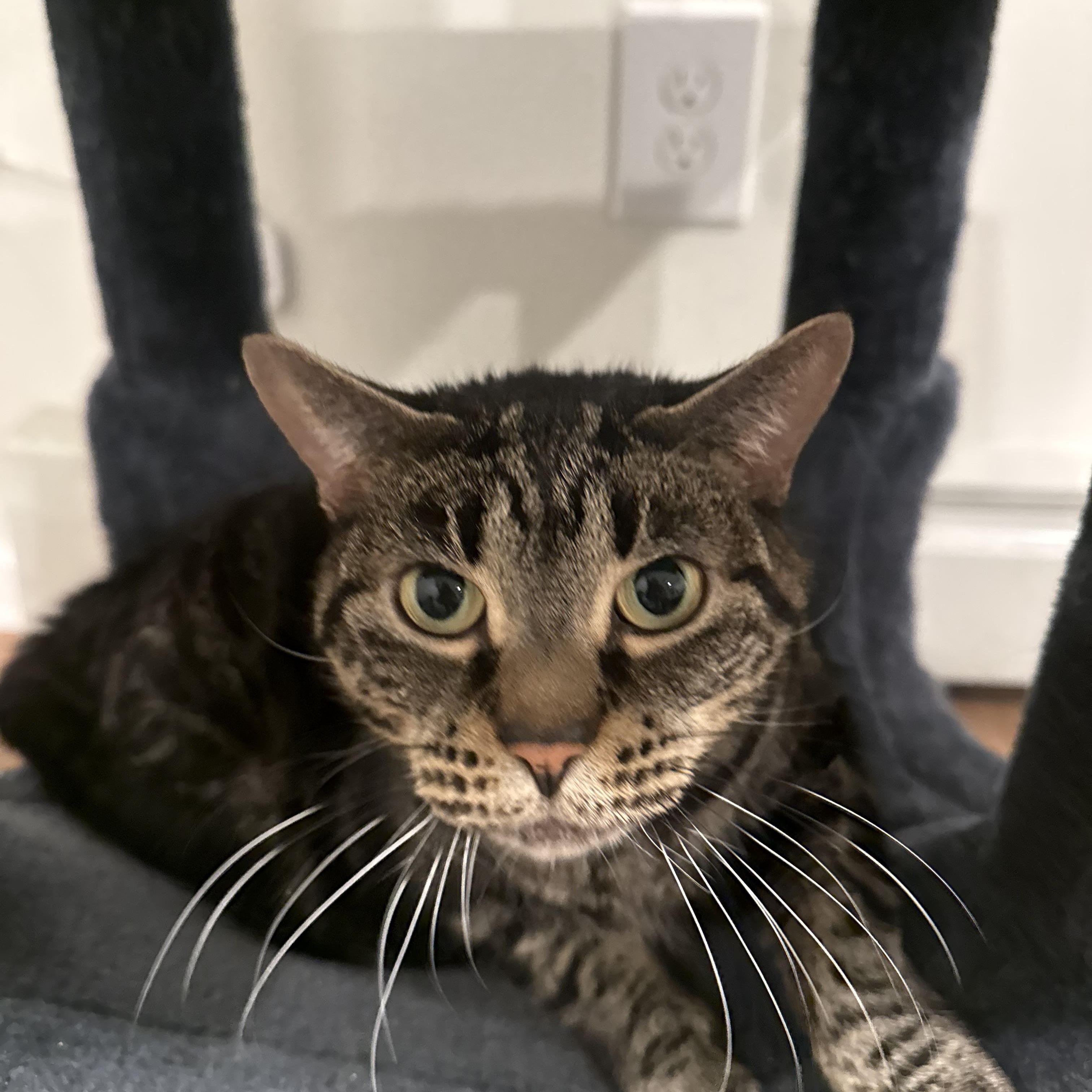 Enlarge Chloe , a ADOPTABLE Tiger in Enfield, CT image 2/2