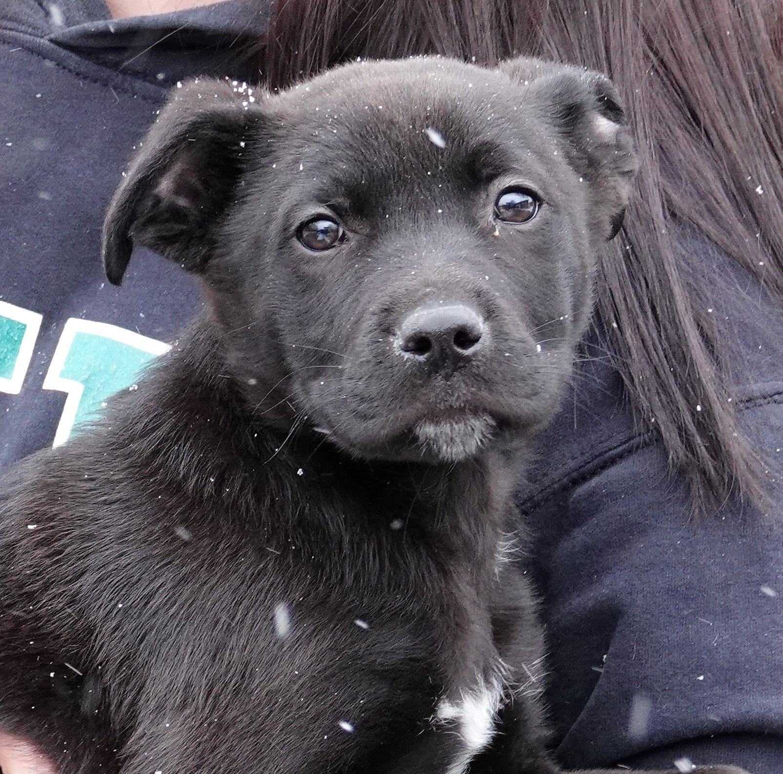 Bandit, ADOPTABLE, Puppy Male Labrador Retriever & Terrier.
