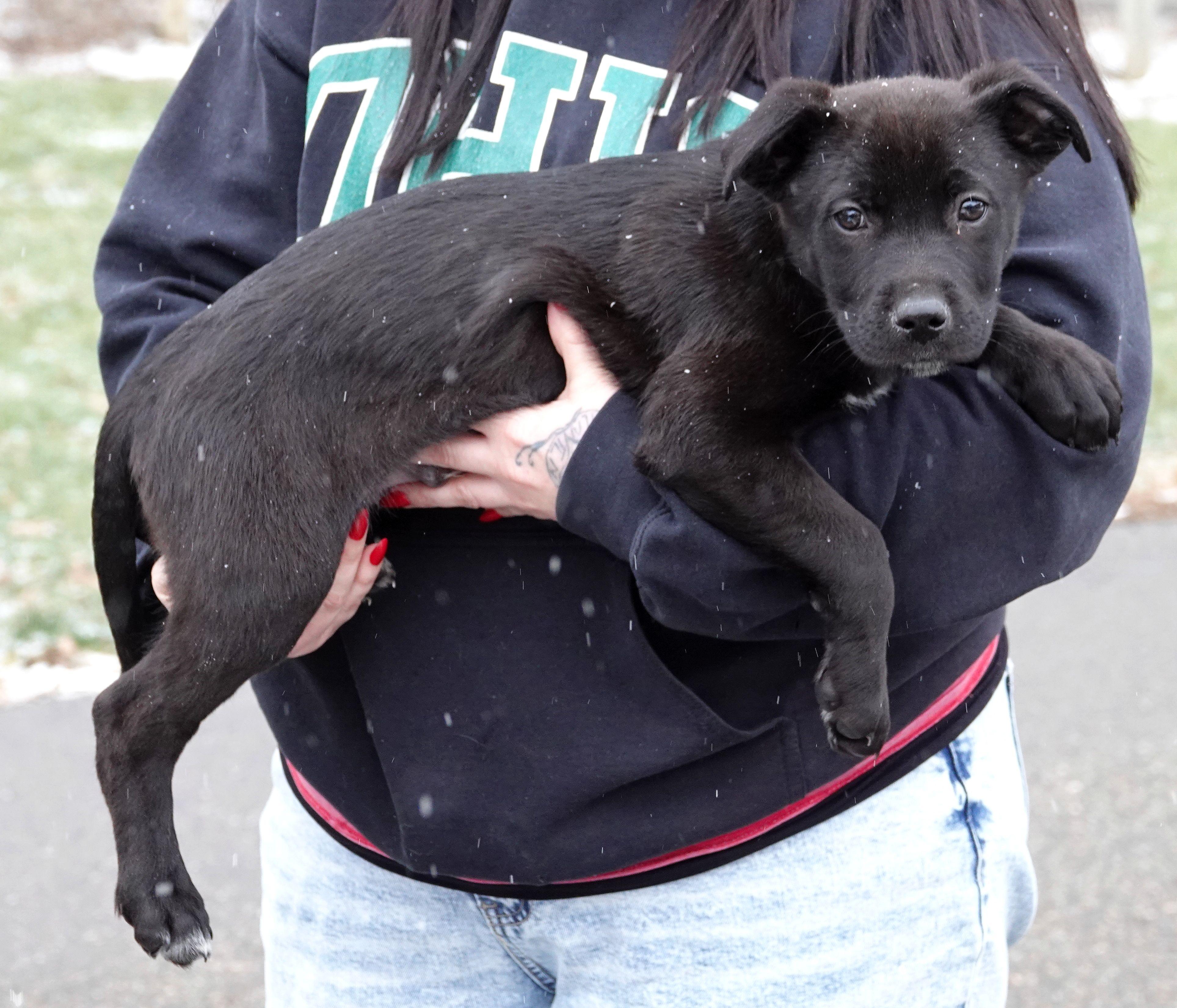 Enlarge Bandit, an adoption pending mixed breed in Millfield, OH image 3/3