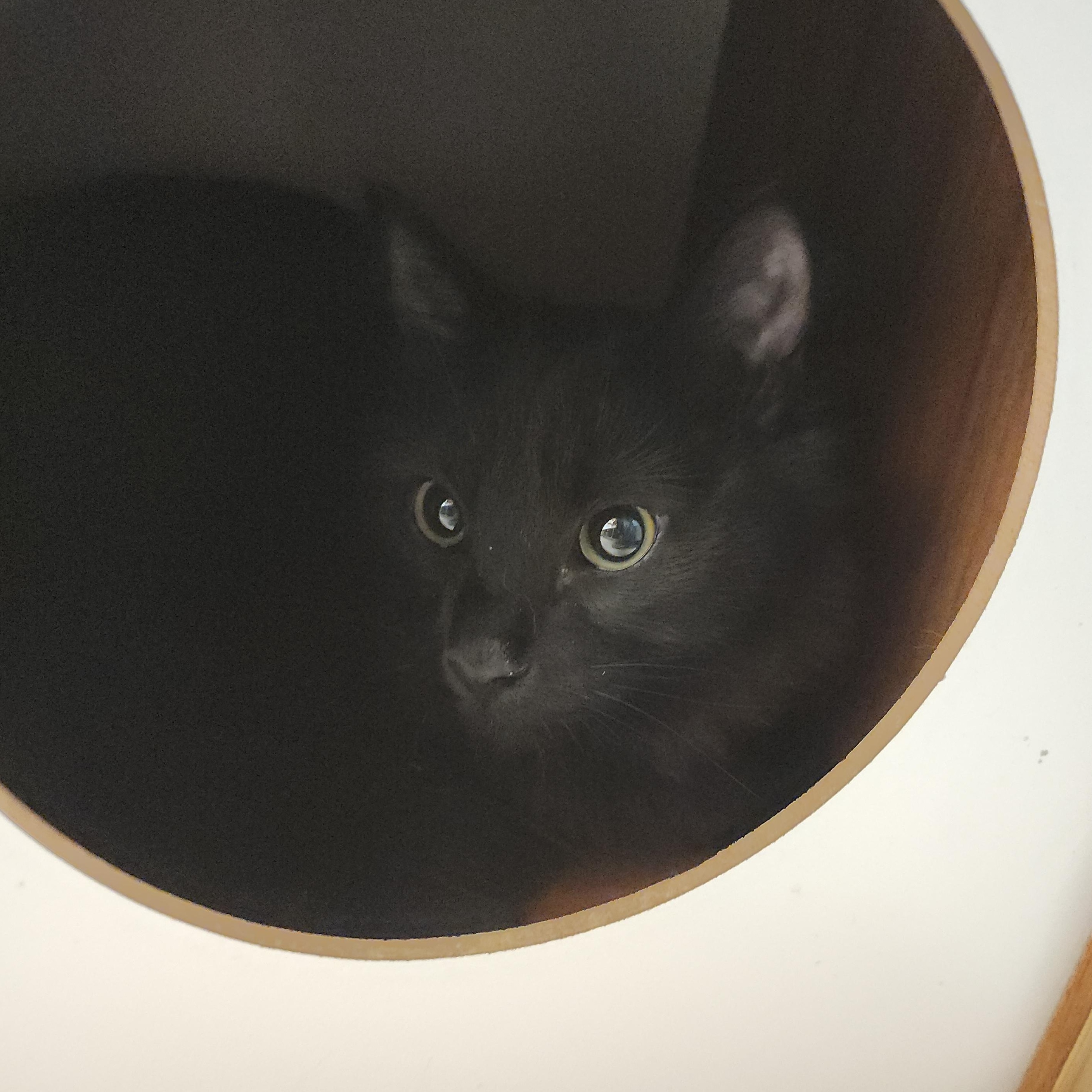 Enlarge Yeller, a Adoptable Domestic Medium Hair in Midvale, UT image 2/5