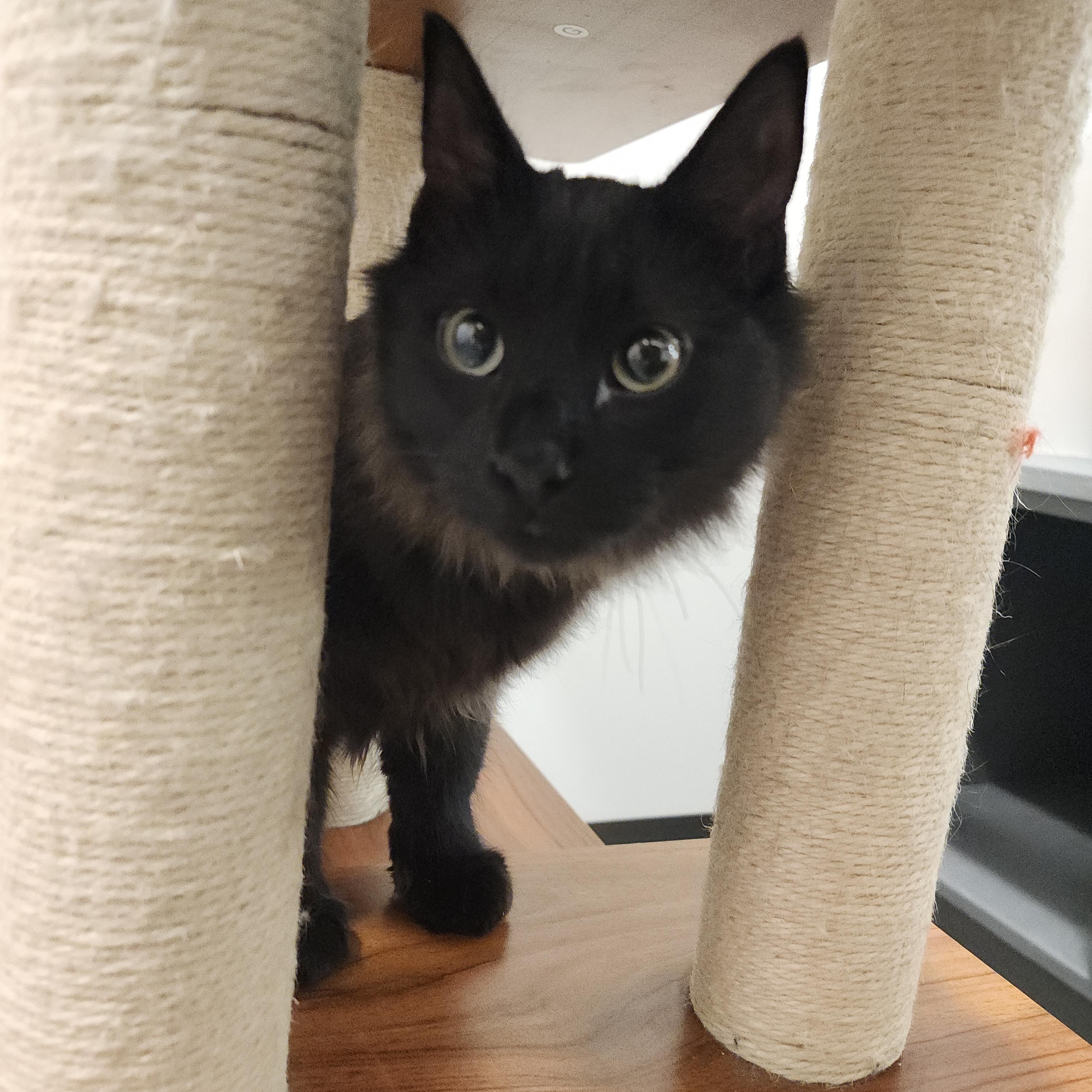 Enlarge Yeller, a Adoptable Domestic Medium Hair in Midvale, UT image 4/5