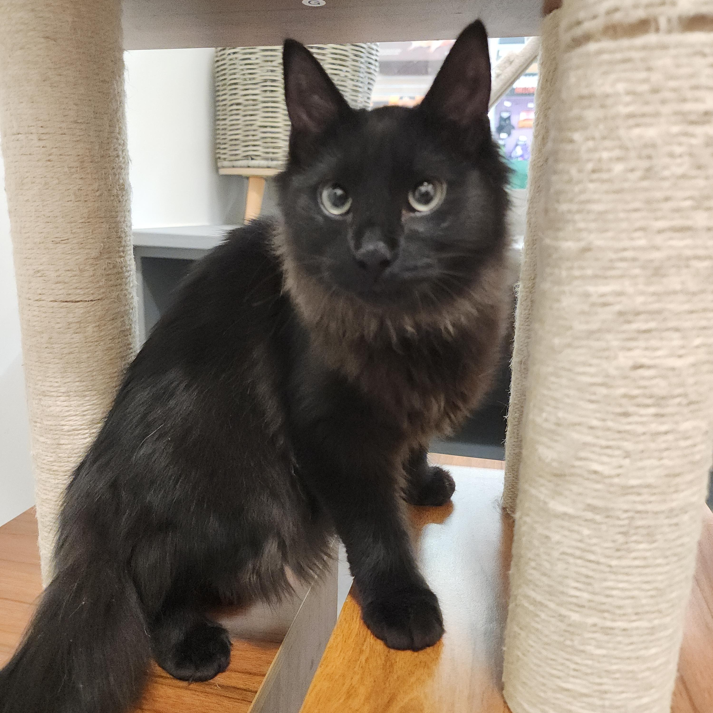 Enlarge Yeller, a Adoptable Domestic Medium Hair in Midvale, UT image 5/5