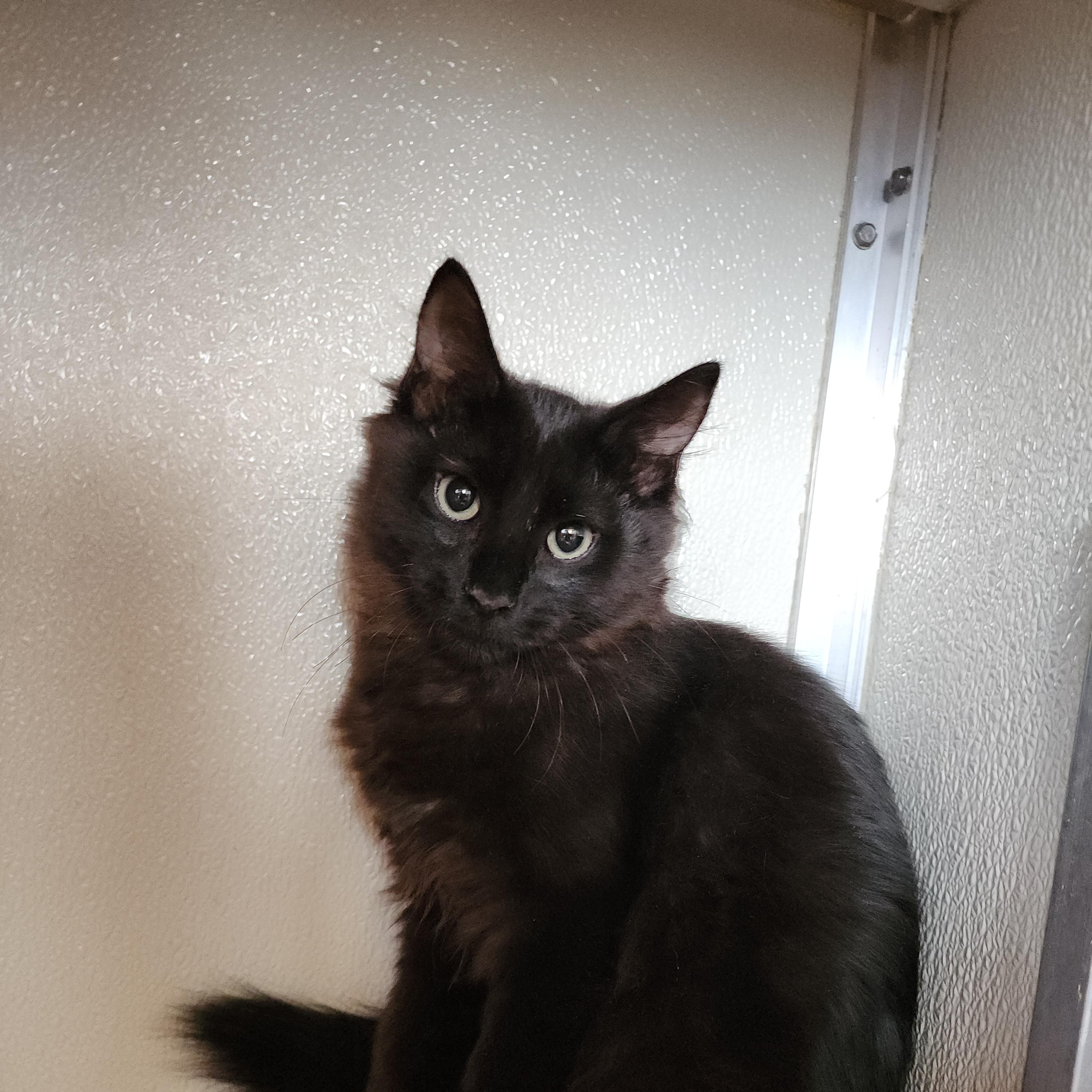 Enlarge Yeller, a Adoptable Domestic Medium Hair in Midvale, UT image 1/5