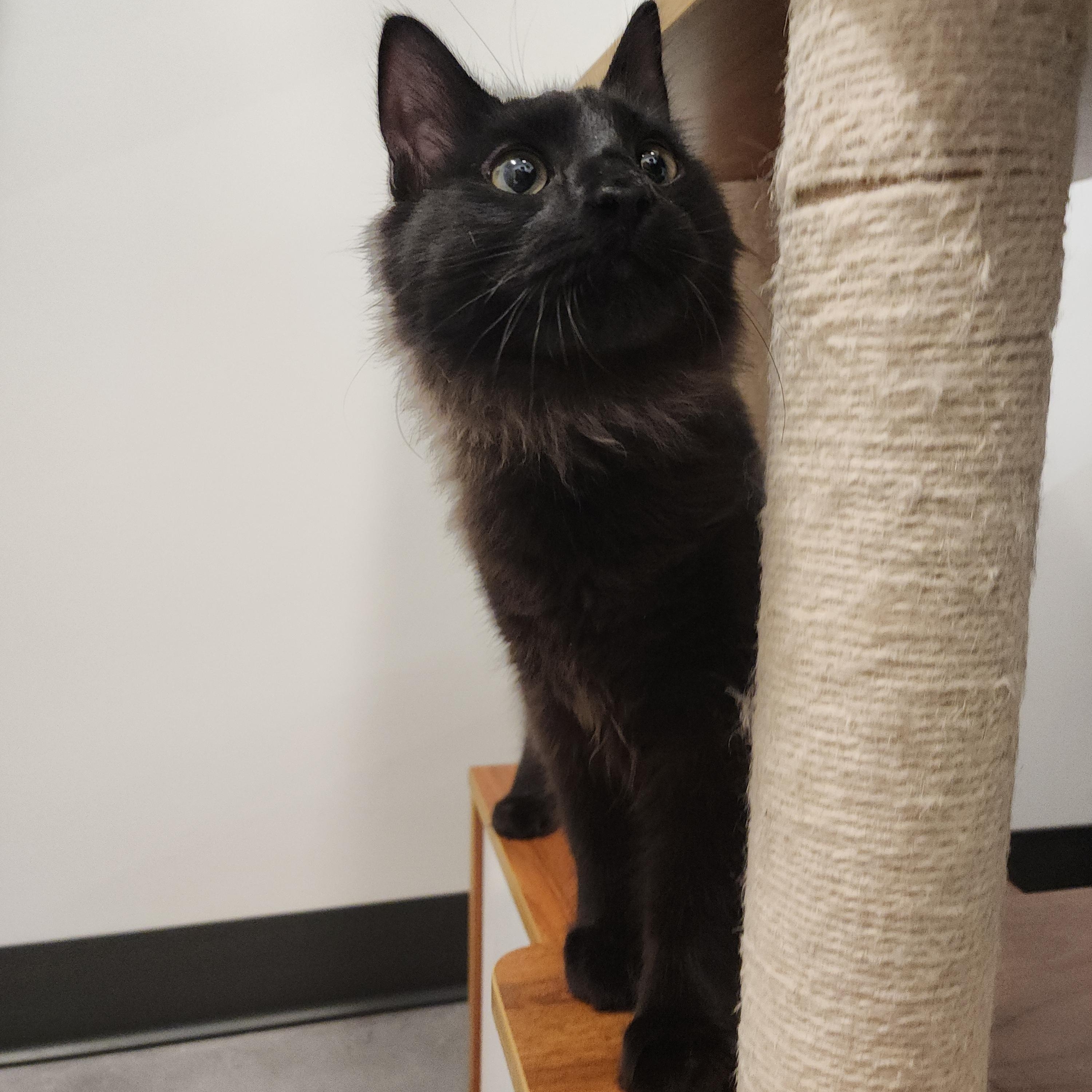 Enlarge Yeller, a Adoptable Domestic Medium Hair in Midvale, UT image 3/5