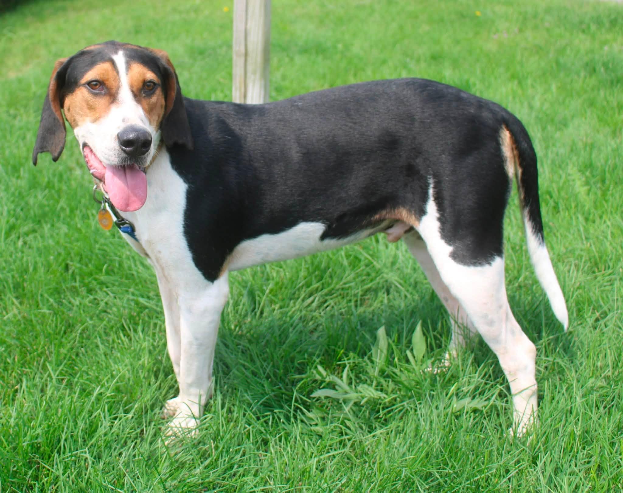 Whiskey, a ADOPTABLE mixed breed in Stuarts Draft, VA image 2/6