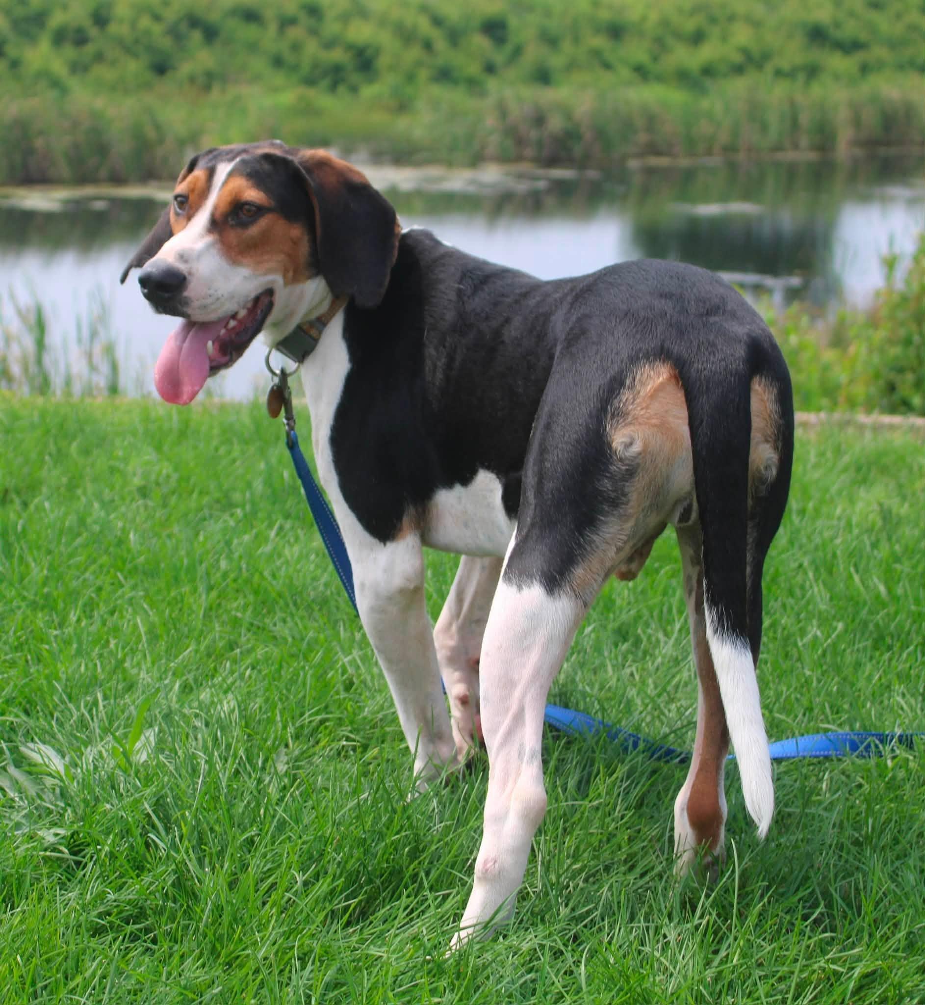 Whiskey, a ADOPTABLE mixed breed in Stuarts Draft, VA image 6/6